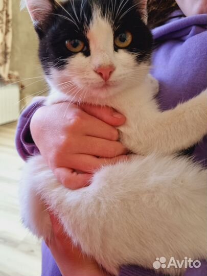 Котики бесплатно в добрые руки