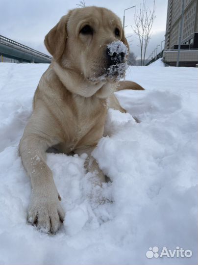 Кобель лабрадора вязка