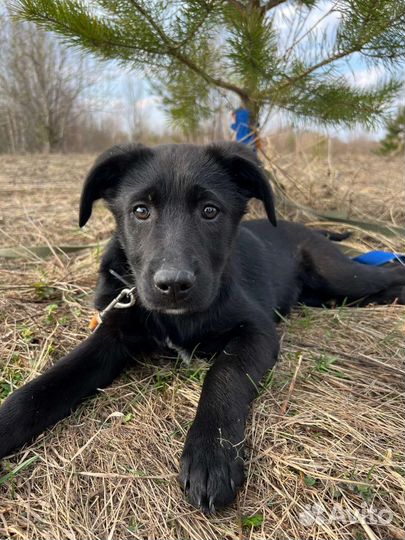 Щеночки 2 месяца