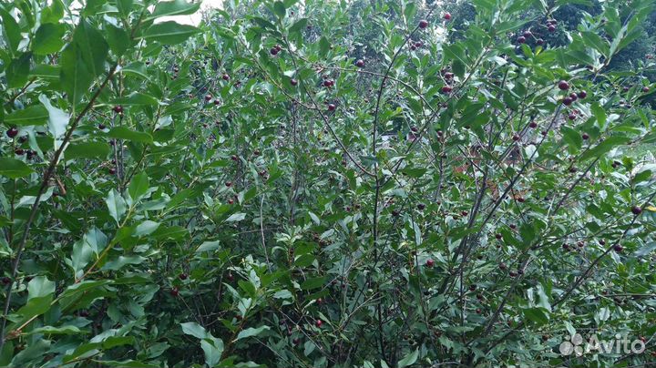 Саженцы вишни