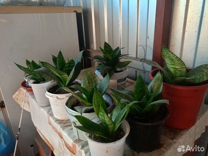 Кукушкино гнездо цветы комнатные