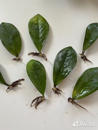 Цветы комнатные для офиса Педилантус Замиокулькас