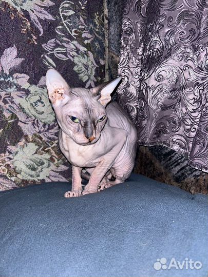 Сфинкс мальчик