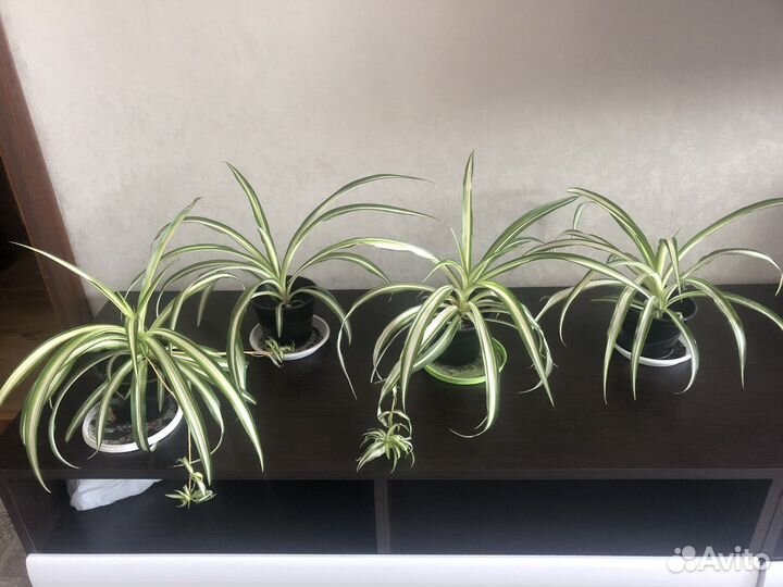 Хлорофитум