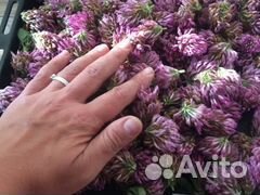 Чай душевник(клевер и роза)