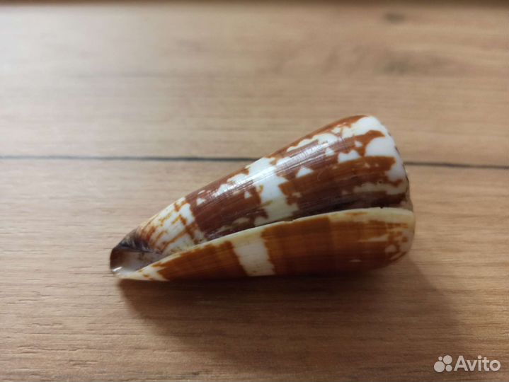 Морская раковина