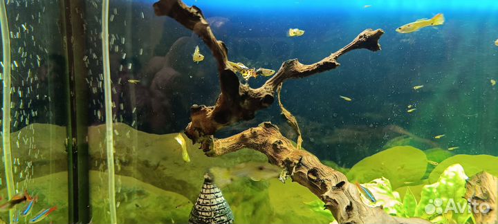 Рыбки гуппи анциструсы