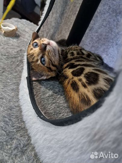 Бенгальские котята