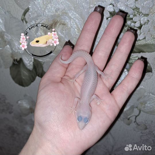 Ящерица эублефар