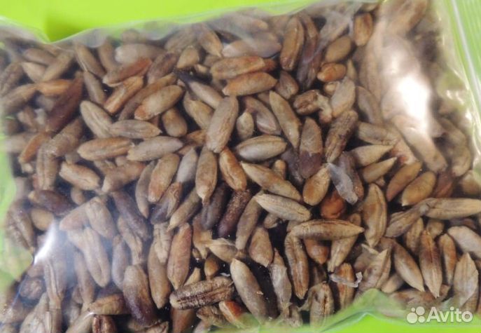 Косточки финика