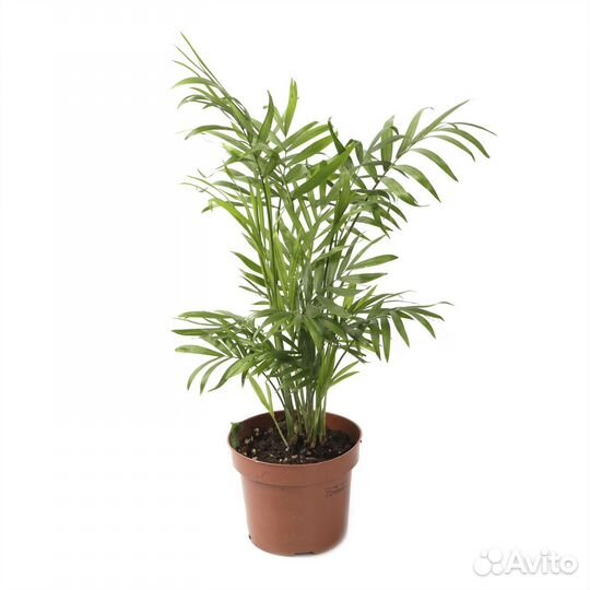 Растения для офиса и дома