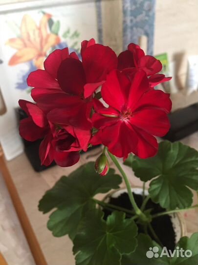 Пеларгония герань Calliope Dark Red