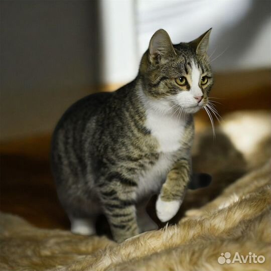 Котенок ищет семью