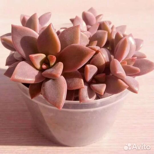 Graptoveria gilva