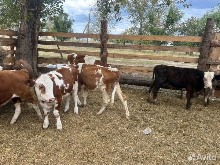 Продам телят