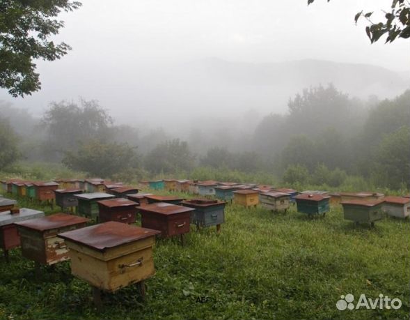 Мёд 2024 года натуральный опт