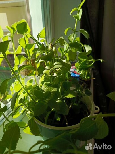 Плектрантус или комнатная мята