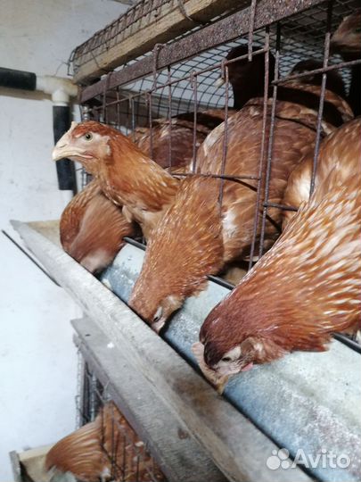 Молодые куры