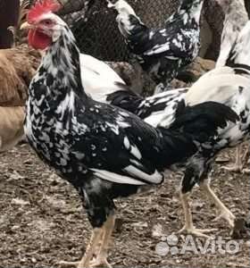 Инкубационное яйцо леггорн далматинец