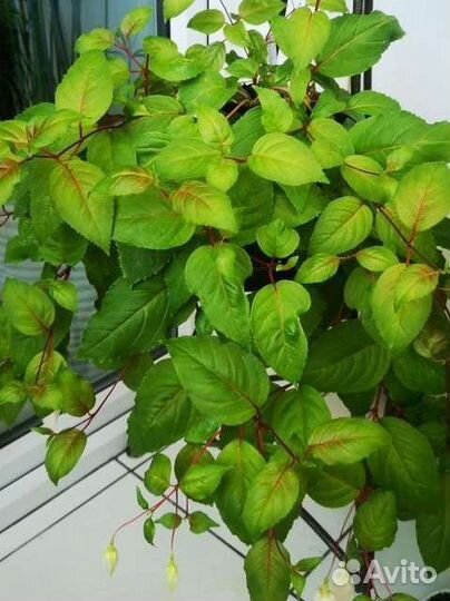 Фуксия marshmallow