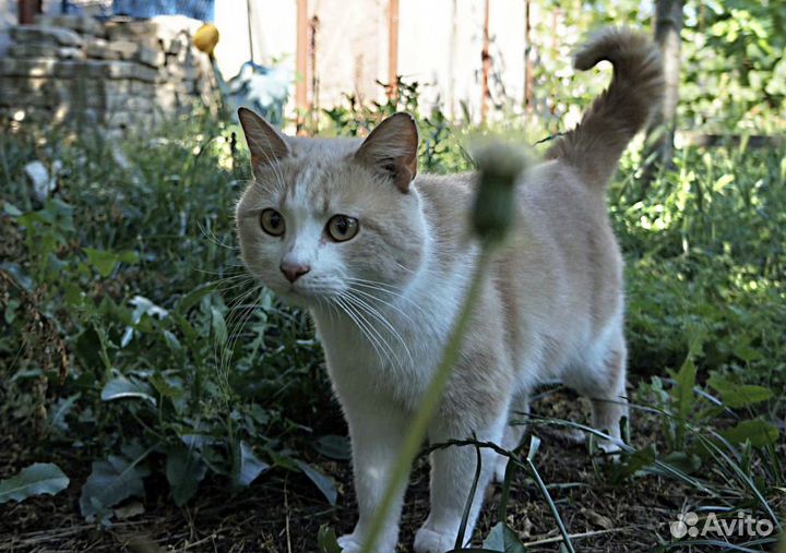 Молодой котик в добрые руки