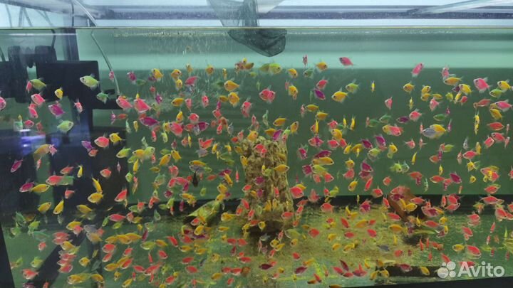 Аквариумные рыбки и креветки