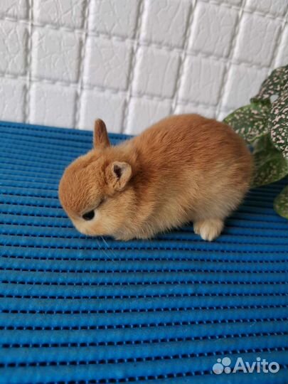 Малыши карлики разные окрасы