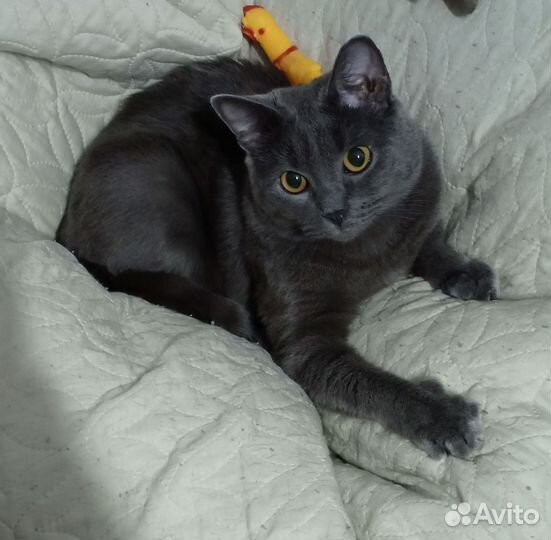 Отдам взрослого кота