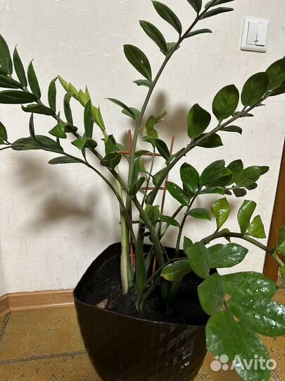 Замиокулькас