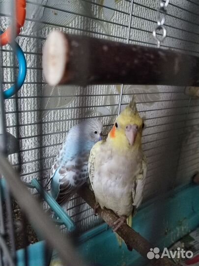 Птенцы кореллы