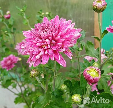 Хризантемы саженцы