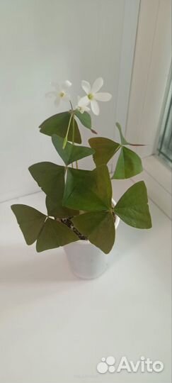 Кислица оксалис