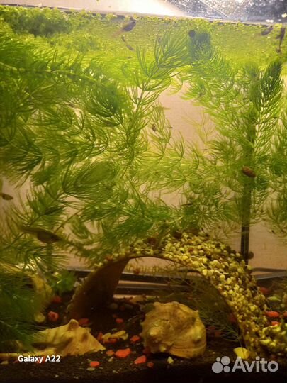 Продам мальков гуппи