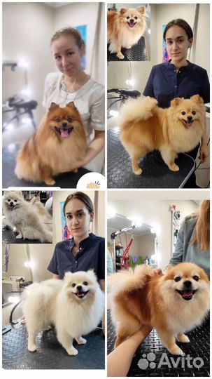 Стрижка собак, стрижка кошек бесплатно/Груминг