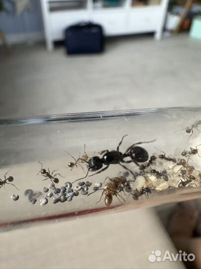 Муравьи messor structor, жнецы, матка муравьев