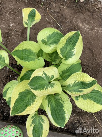 Хоста, папоротник садовый