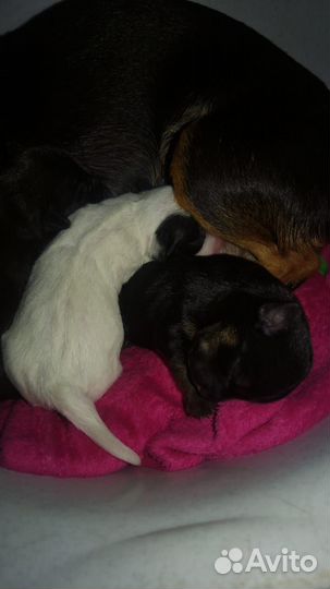 Щенки пинчера