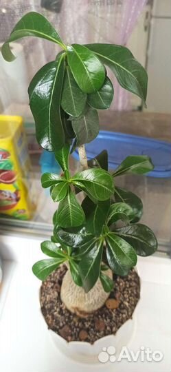 Черенки адениума