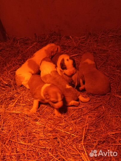 Алабай щенки