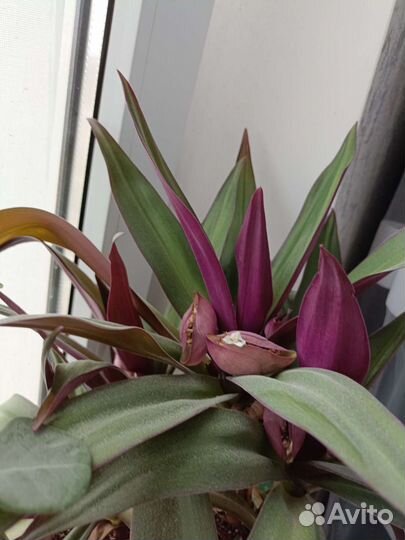 Цветок Рео. Ладья Моисея