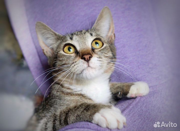 Красивая кошечка в дар