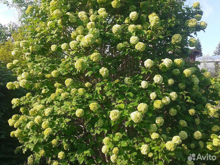 Калина бульдонеж