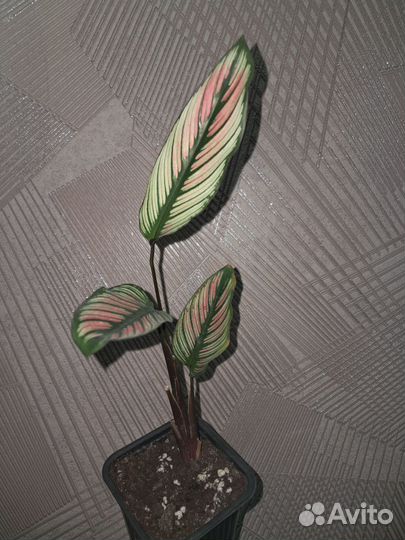 Калатея whiti star