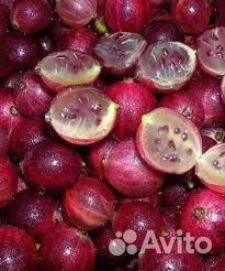 Бесшипый крыжовник Командор и Консул