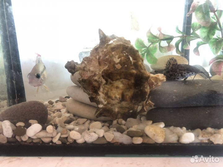 Аквариум с рыбками