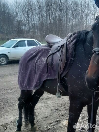 Конная амуниция бу