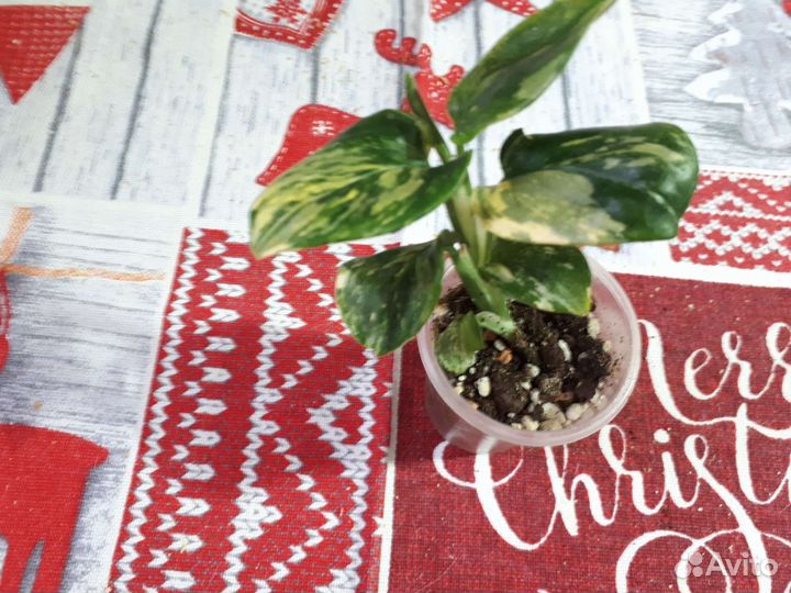 Замиокулькас чёрный, Зензи Филодендрон жёлт кобра