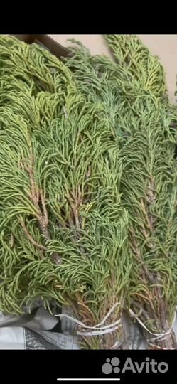 Артыш (арса) Алтайский, Можжевельник, шаман