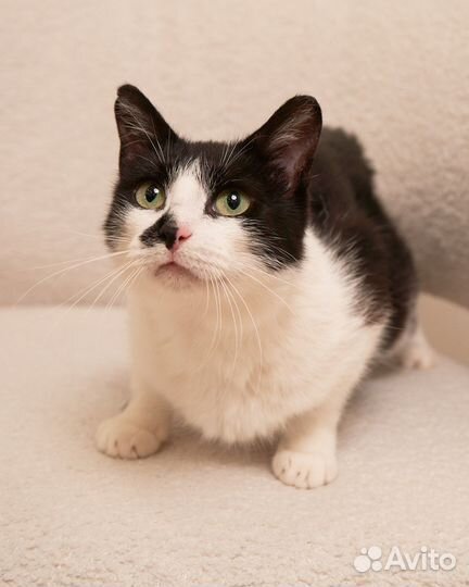 Кошка молодая бесплатно