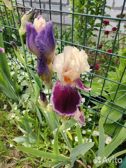 Ирисы бородатые